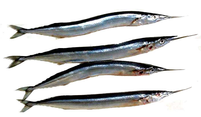 Scomberesox saurus_0223.jpg